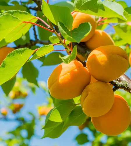 Apricots