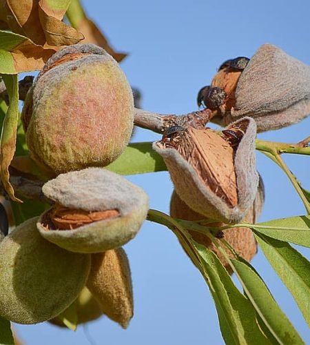 almonds-maturation-dried-fruits-almond-tree-cultivation-dry-fruit-agriculture-leaves-shell